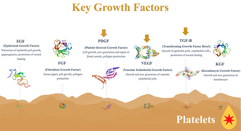key growth factors infographic
